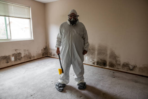 Best Asbestos and Lead Testing During Mold Inspection  in Yellville, AR